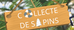 Collecte de sapins